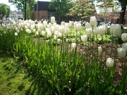 22nd May 2022 - White tulips at sunrise in the park