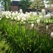 White tulips at sunrise in the park