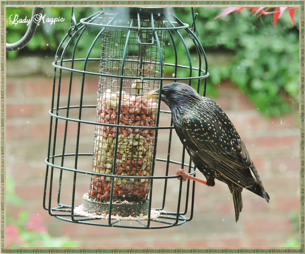 Starlings, the Scourge of my Life. by ladymagpie