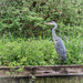 Grey Heron on Wroxham Broad by mumswaby