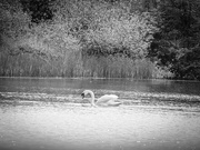18th May 2022 - Monochrome Swan