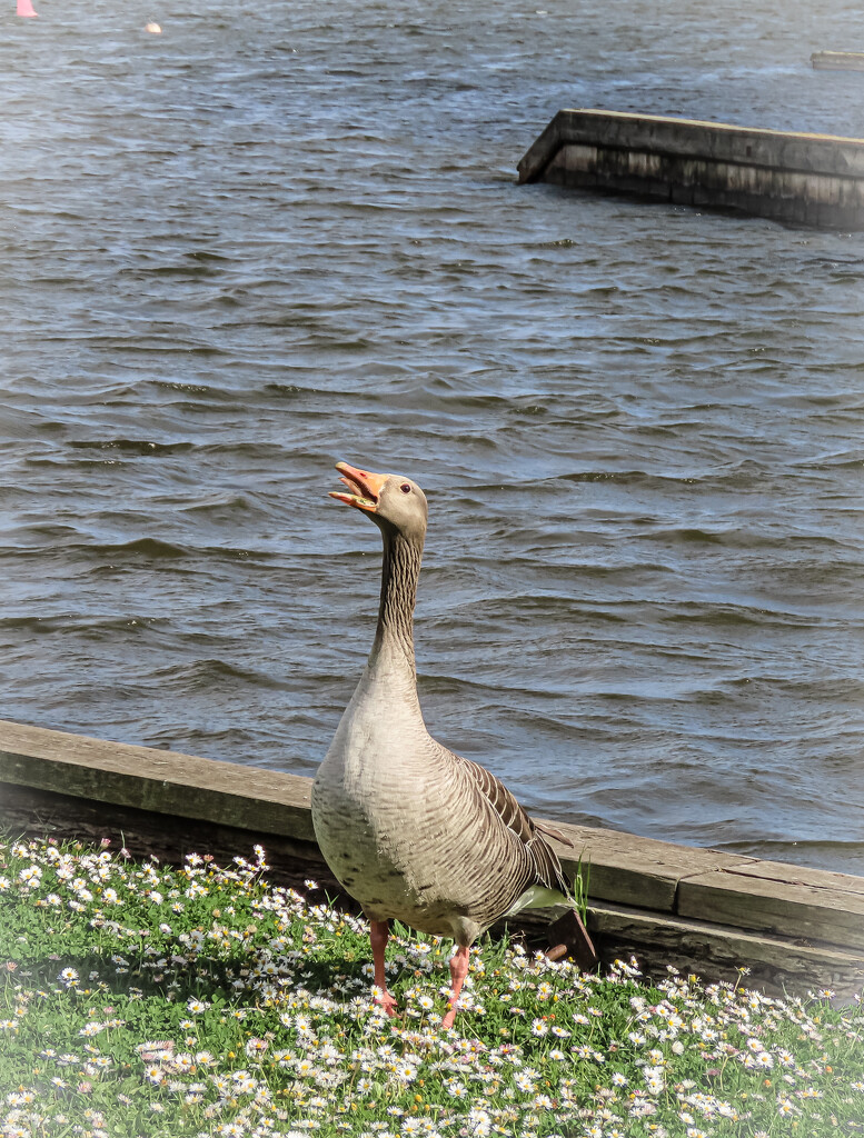 Cheeky Goose by mumswaby