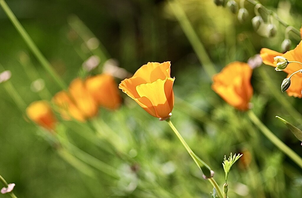 California Poppies by carole_sandford
