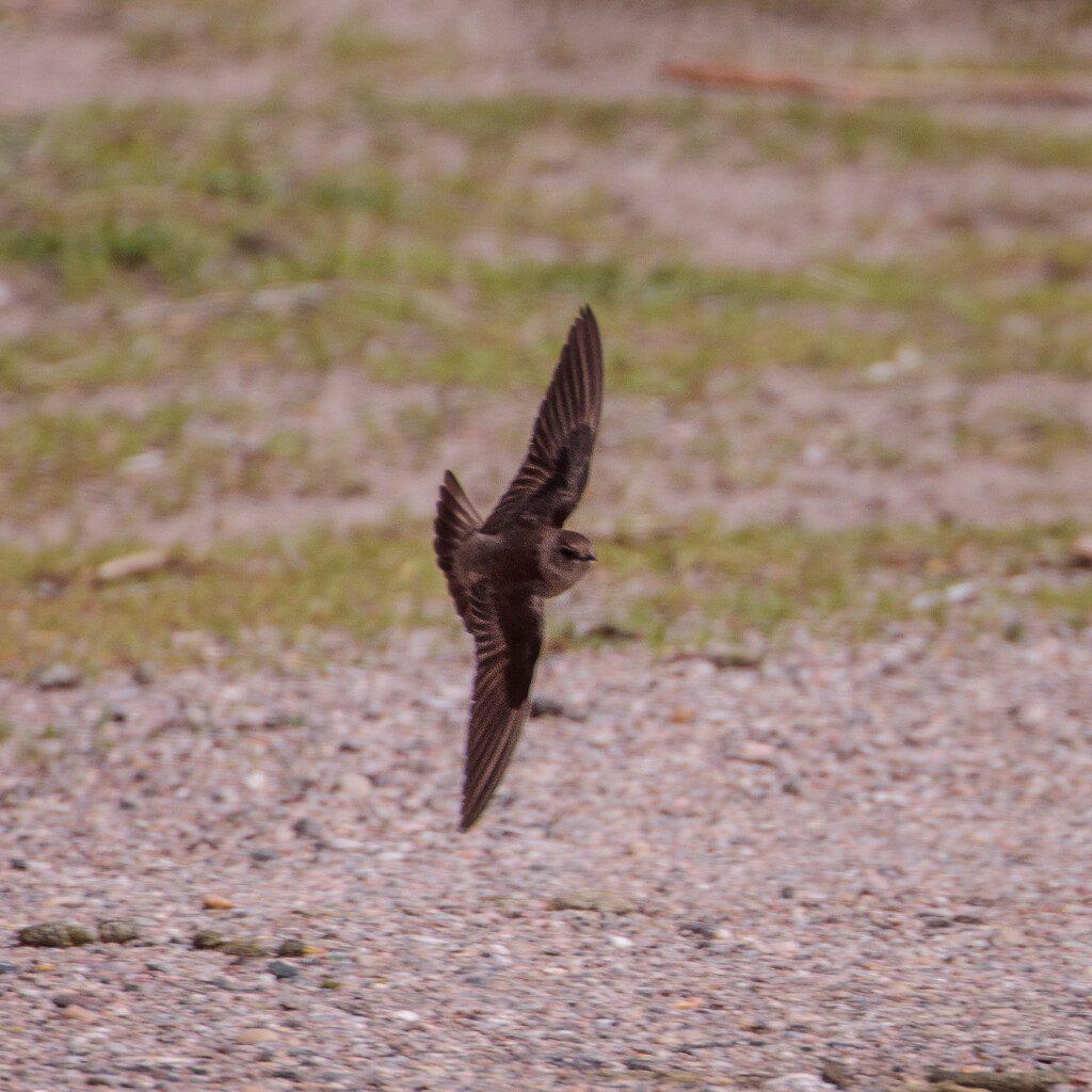 rough winged swallow by aecasey