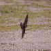 rough winged swallow