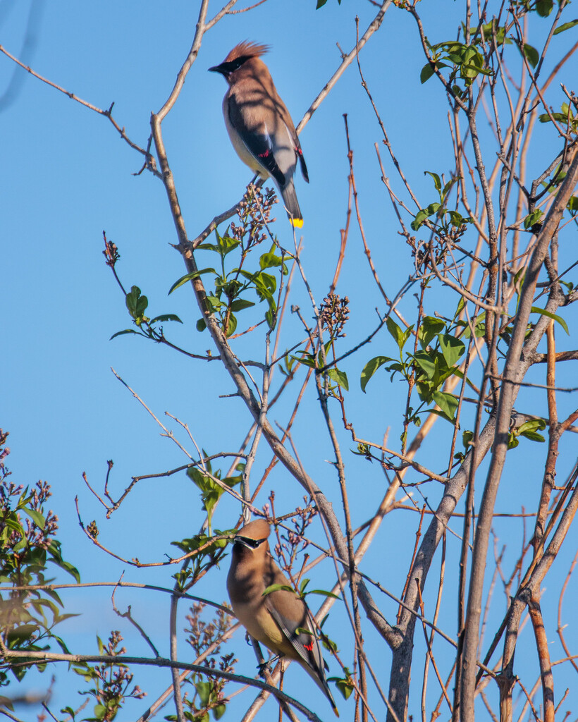 waxwing by aecasey