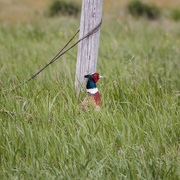 19th May 2022 - ring necked pheasant