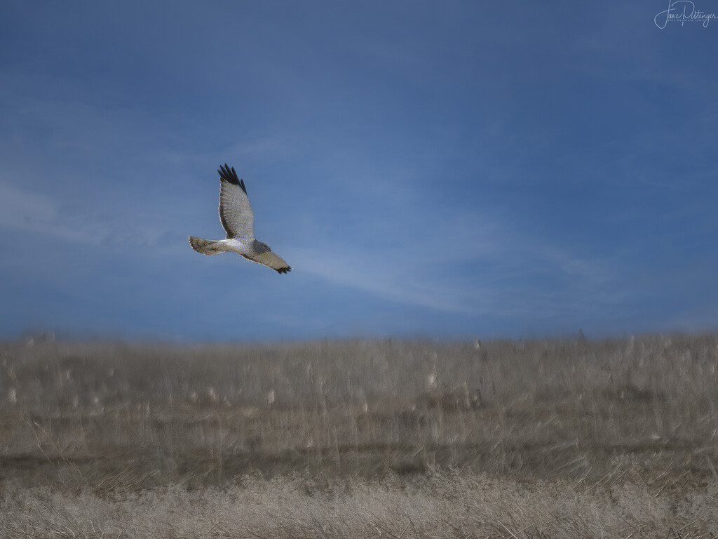 Northern Harrier On the Hunt  by jgpittenger