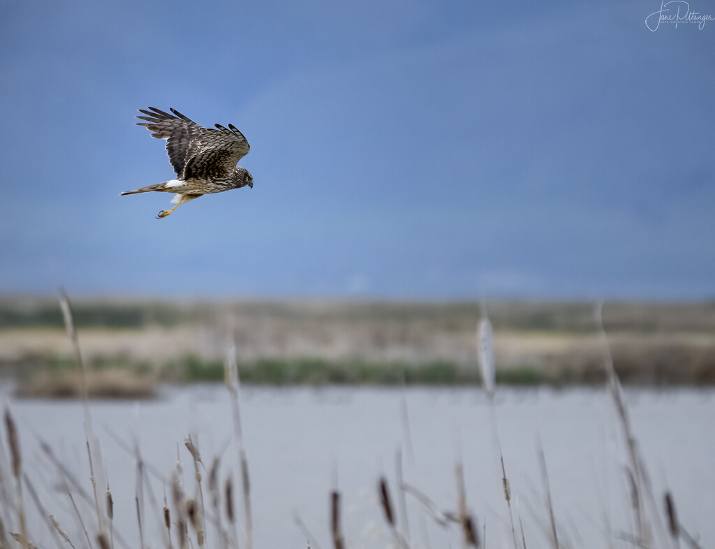 Northern Harrier On the Hunt with Readied Talon  by jgpittenger