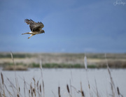22nd May 2022 - Northern Harrier On the Hunt with Readied Talon 