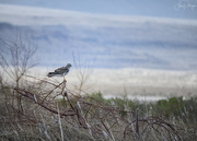 22nd May 2022 - Northern Harrier Waiting 