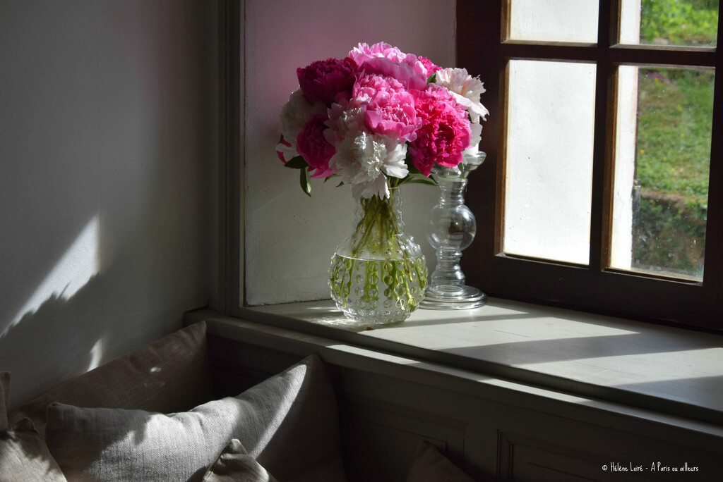 peonies by parisouailleurs