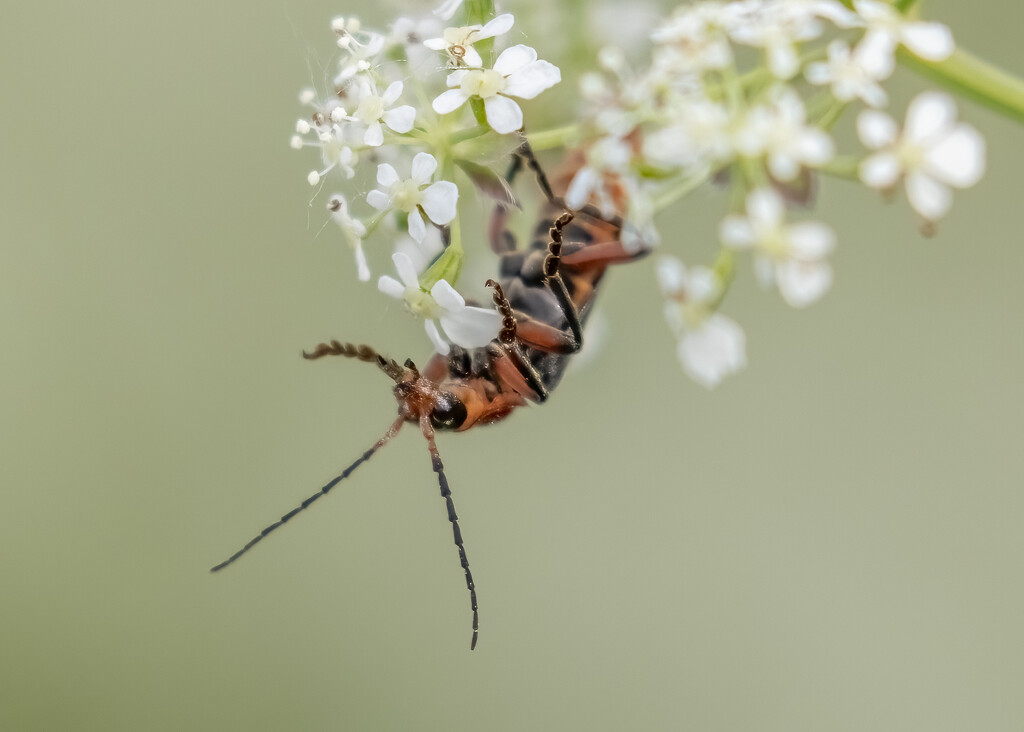 Acrobatic Bug by shepherdmanswife