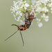 Acrobatic Bug