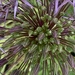 Allium Flower  by cataylor41