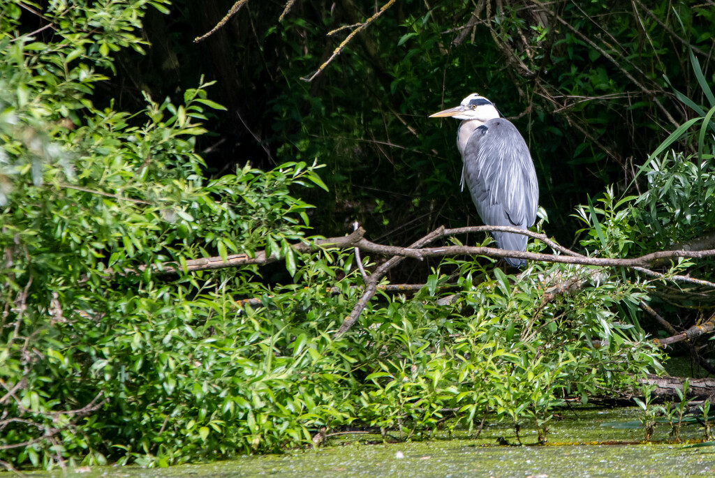 Just a Heron to fill the gap by stevejacob
