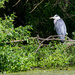 Just a Heron to fill the gap