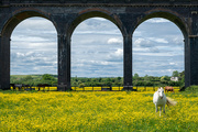 22nd May 2022 - A Horse Called Buttercup? 