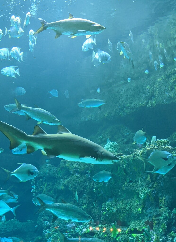 The Aquarium  by photogypsy