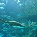 The Aquarium  by photogypsy