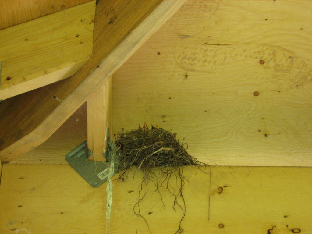 Under #2: Nest Under a Roof by spanishliz
