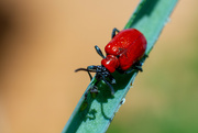14th May 2022 - Scarlet Lily Beetle