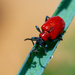 Scarlet Lily Beetle by natsnell