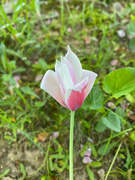 22nd May 2022 - My tulip