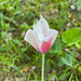 My tulip