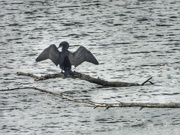 22nd May 2022 - cormorant along the river