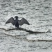 cormorant along the river