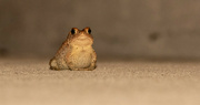 22nd May 2022 - Who's That Froggy On My Porch!