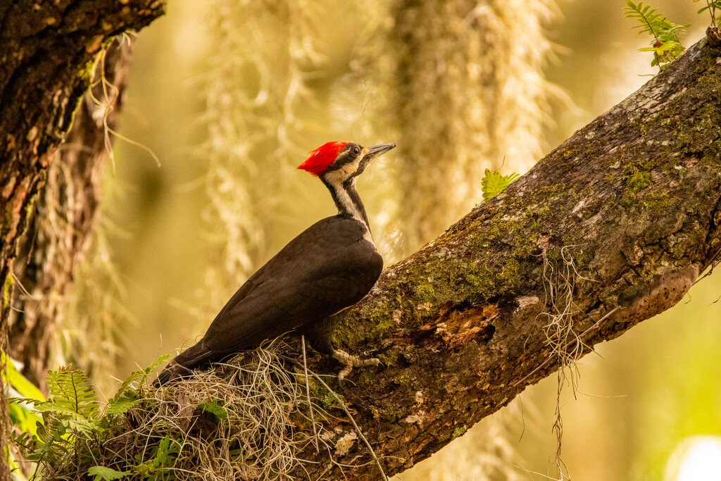 Pileated Woodpecker Going to Town! by rickster549