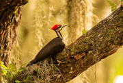 22nd May 2022 - Pileated Woodpecker Going to Town!