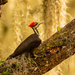 Pileated Woodpecker Going to Town!