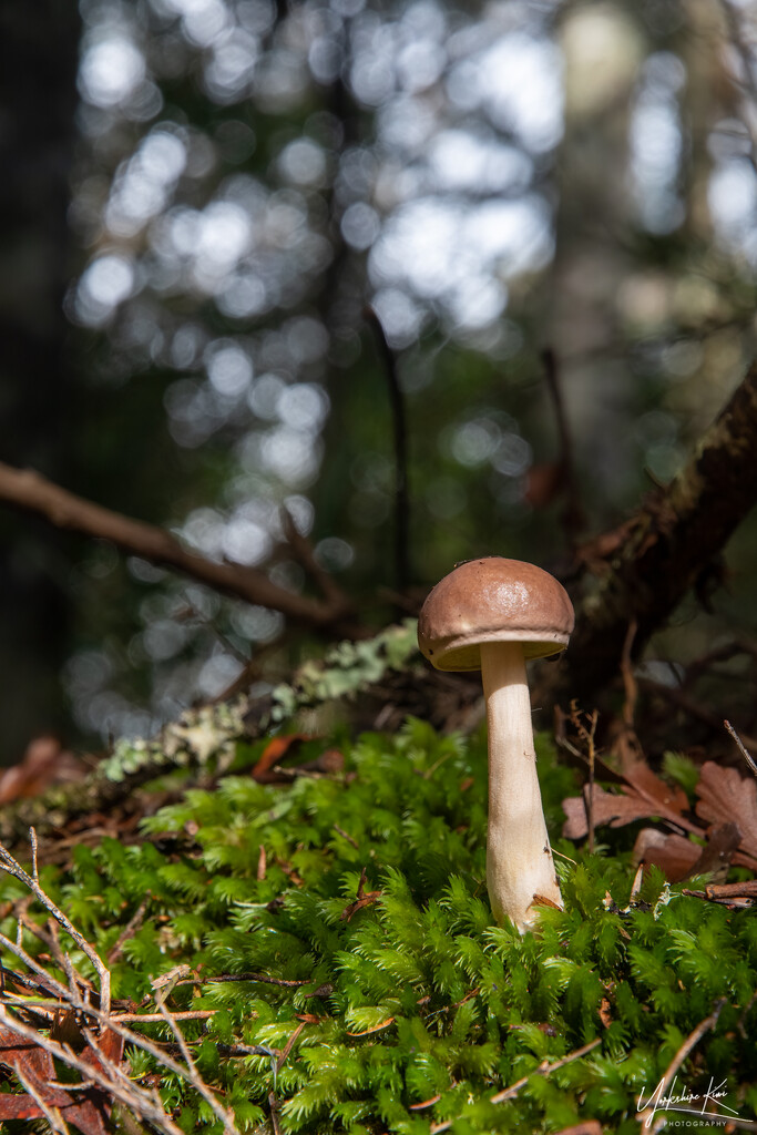 Fungi and the Bokeh by yorkshirekiwi