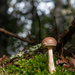Fungi and the Bokeh