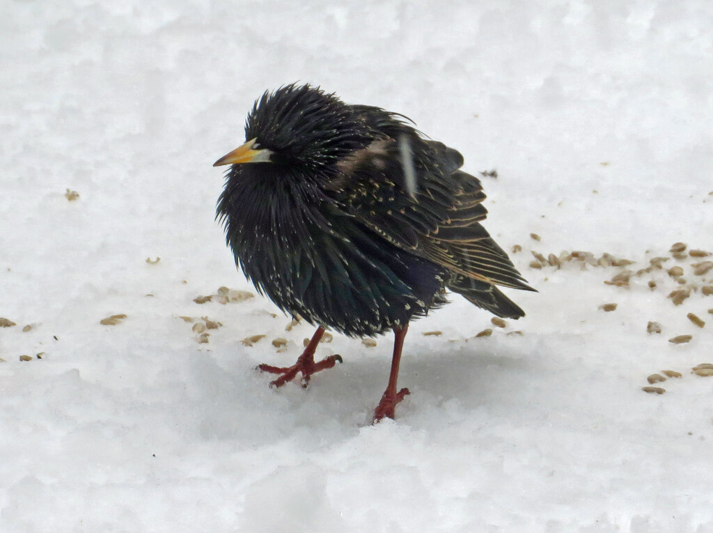 Starling in the sleet  by annelis