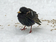 5th Apr 2022 - Starling in the sleet 
