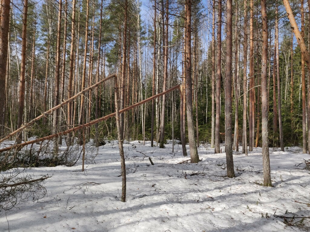 Broken trees by annelis