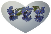 23rd May 2022 - forget-me-nots