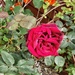 Rose Red.....