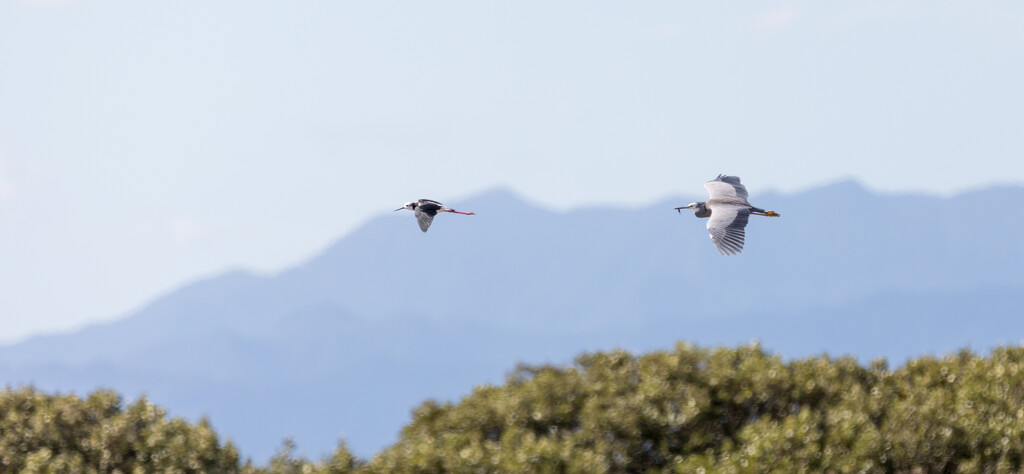 White face Heron and Stilt happily flying together by creative_shots