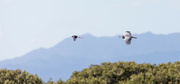 20th Apr 2022 - White face Heron and Stilt happily flying together