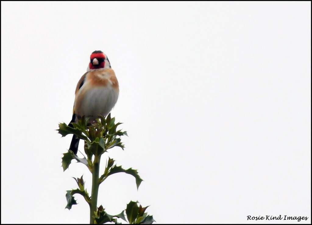 Lovely goldfinch by rosiekind