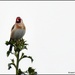 Lovely goldfinch