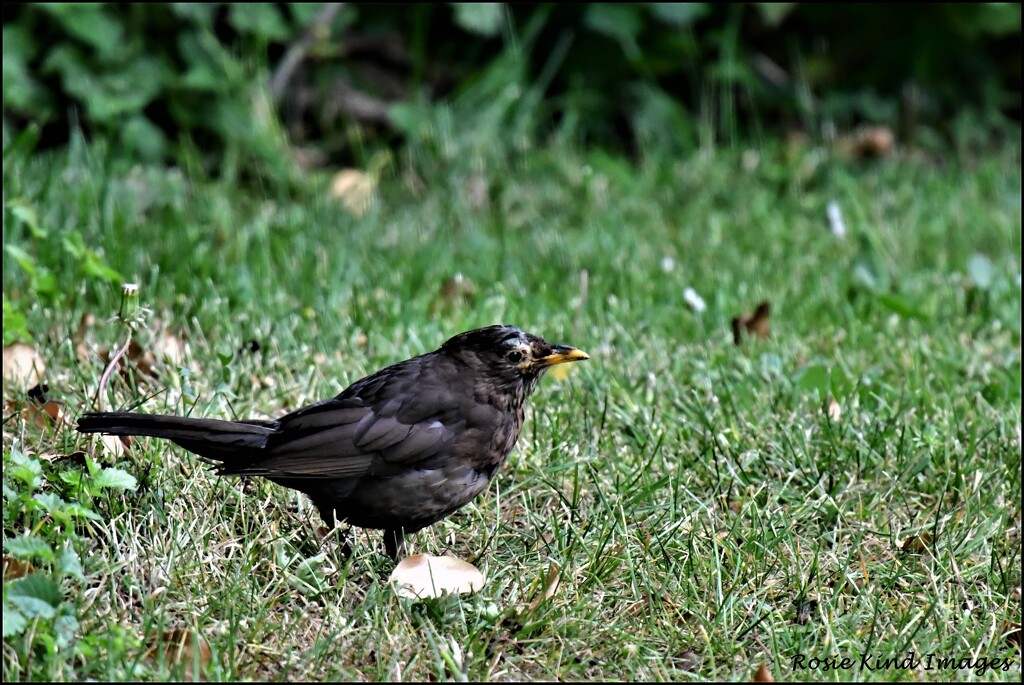 Our little aged blackbird by rosiekind