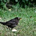Our little aged blackbird