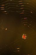 22nd May 2022 - Baby Orb Weaver