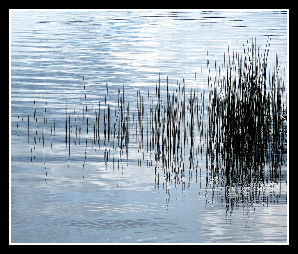 Reed Abstract by seattlite